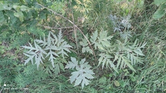 Heracleum sphondylium sibiricum