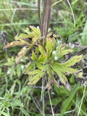 Anemone cylindrica