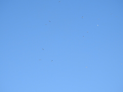 Chroicocephalus cirrocephalus