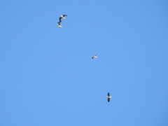 Chroicocephalus cirrocephalus