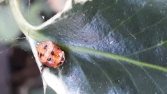 Harmonia axyridis