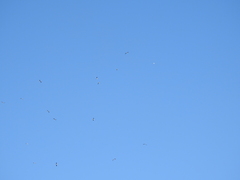 Chroicocephalus cirrocephalus