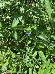 Commelina communis
