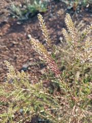 Lepidium bonariense