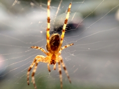 Araneus diadematus