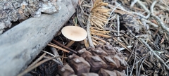 Pholiota terrestris
