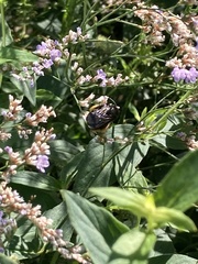 Melissodes bimaculatus