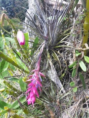 Tillandsia stricta