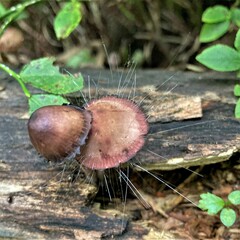Spinellus fusiger