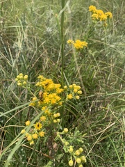Solidago rigida