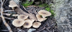 Pholiota terrestris