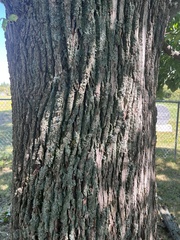 Fraxinus americana
