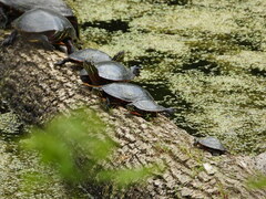 Chrysemys picta marginata