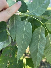 Fraxinus americana