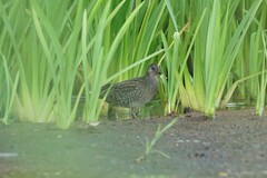 Porzana porzana