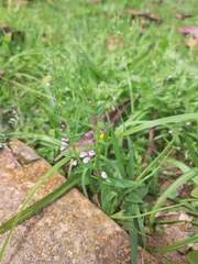 Scutellaria racemosa