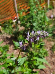 Agastache foeniculum