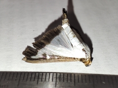 Cydalima perspectalis
