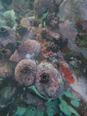 Pyura stolonifera