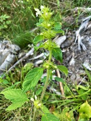 Galeopsis