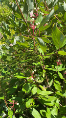 Cornus racemosa