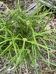 Scirpus atrovirens