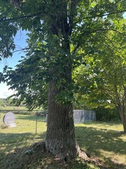 Fraxinus americana