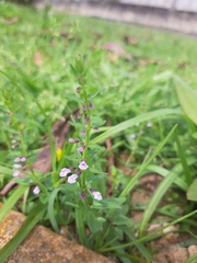 Scutellaria racemosa