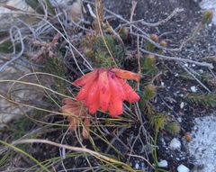 Erica cerinthoides cerinthoides