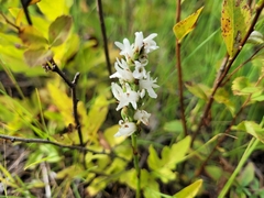 Spiranthes incurva
