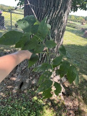 Fraxinus americana
