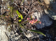 Struthiola ciliata