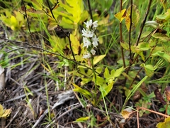 Spiranthes incurva