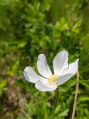 Anemonoides sylvestris