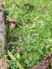 Scutellaria racemosa