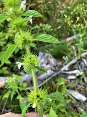Galeopsis