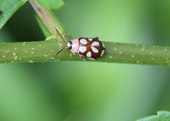 Omophoita