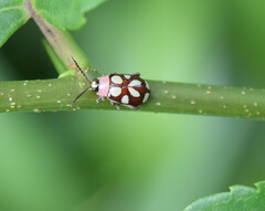 Omophoita