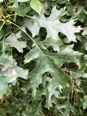 Quercus coccinea