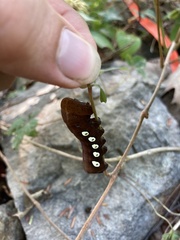 Eumorpha pandorus
