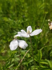 Anemonoides sylvestris