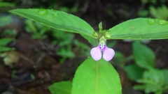 Impatiens minor