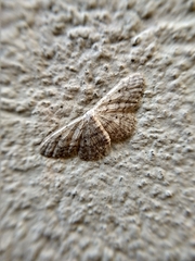 Idaea seriata