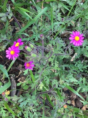 Senecio arenarius