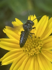 Coelioxys dolichos