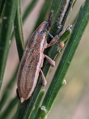 Lixoglyptus spartii