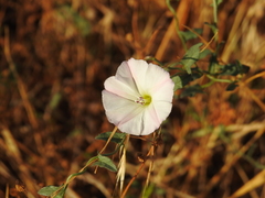 Convolvulus arvensis