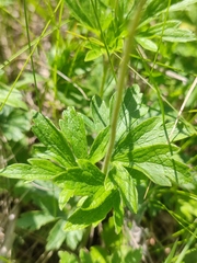 Anemonoides sylvestris