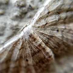 Idaea seriata