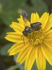 Coelioxys dolichos